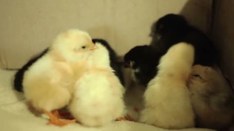 Recently hatched, still wet, unconscious, yellow newborn chicks in an incubator