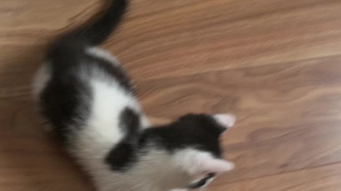 Baby kitten chasing her tail