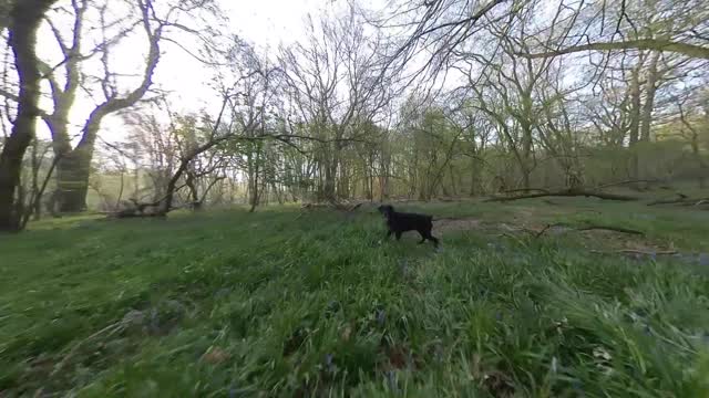 A walk in the bluebells during lockdown