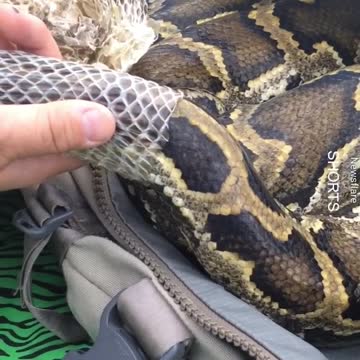 WATCH : Giant Python Sheds Skin. 😲 #Shorts #Giant_Python #giant_snake #python