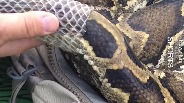 WATCH : Giant Python Sheds Skin. 😲 #Shorts #Giant_Python #giant_snake #python