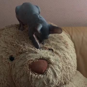 Kitten and teddy bear