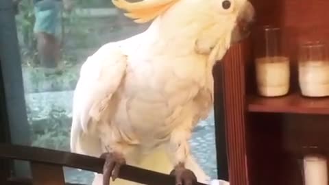 Nacho Cockatoo wants to go outside to play. Nachito is 37yo.