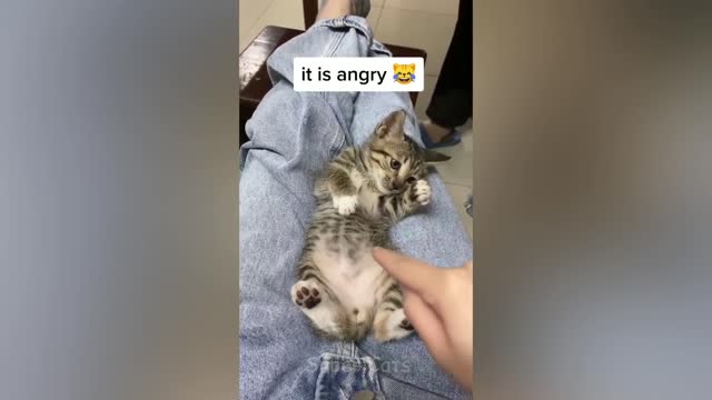 Angry 😾 - Funny Cat Reaction Videos | Super Cats