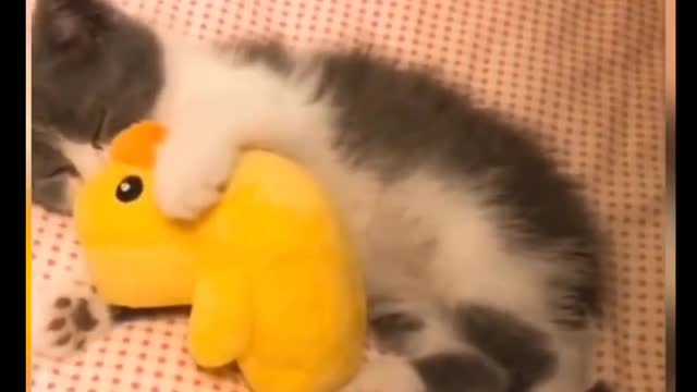 Cat Comedy Video Cat Funny video Part70 #CatShort #CatVideo