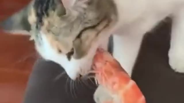 overdramatic cat 🤣 #youtubeshorts #shorts