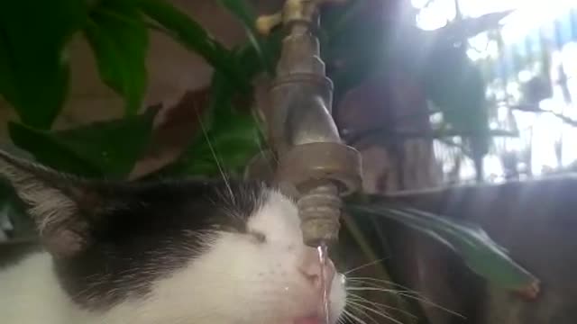 My cat drinking water from the tap