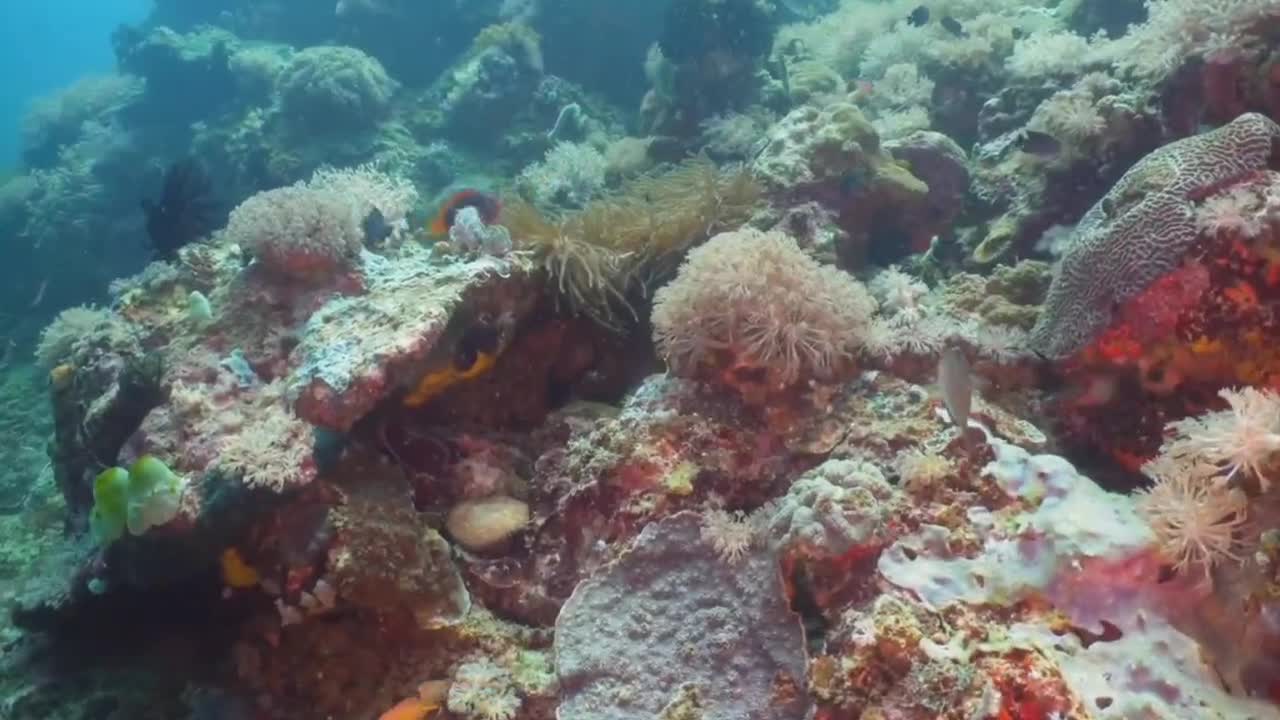 Get up close and personal with coral in the sea