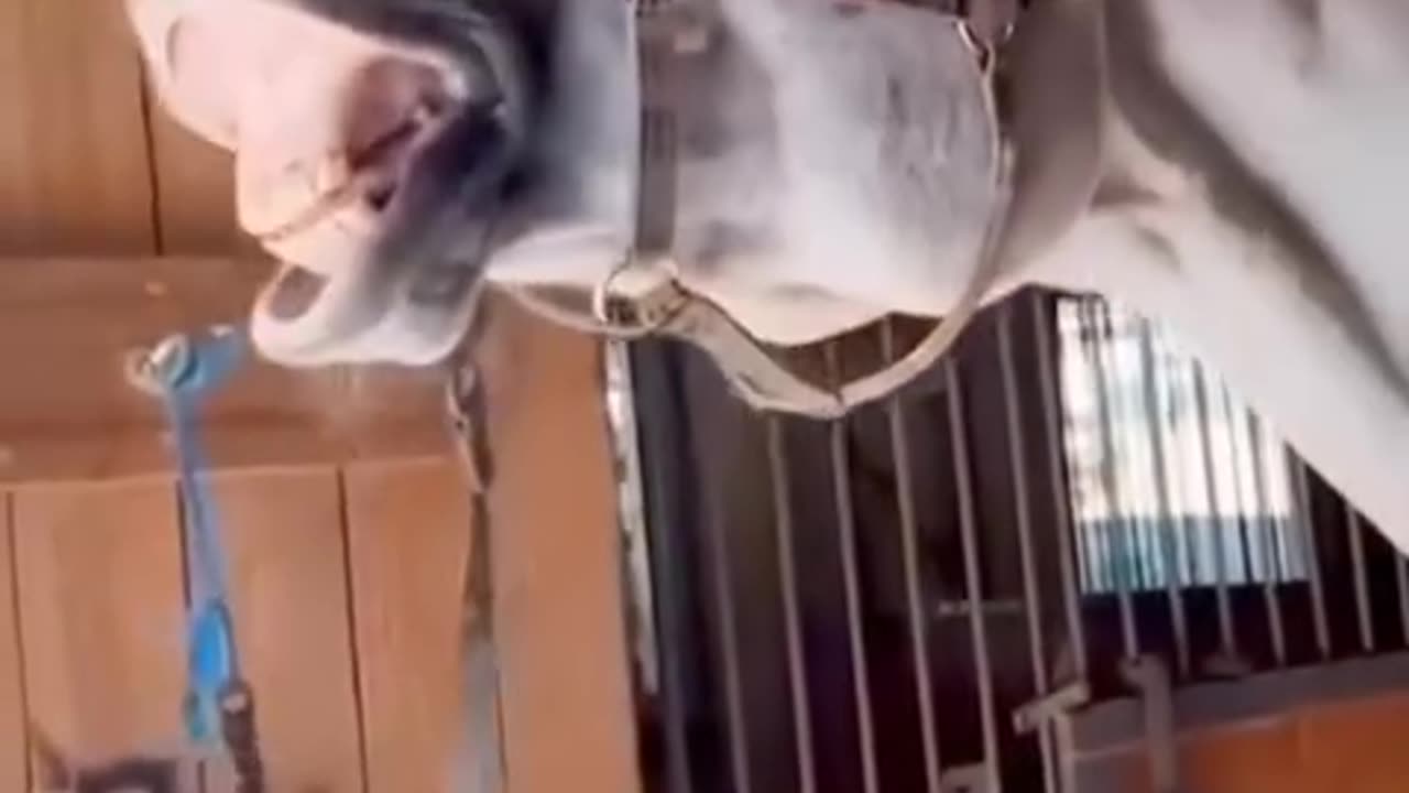 Animal funny video