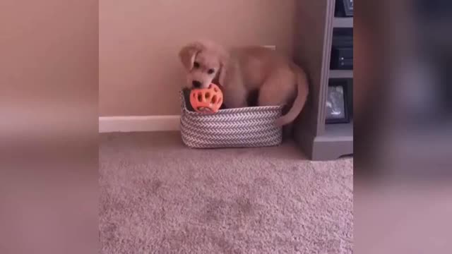 Adorable and Funny dog compilation 2020 #3