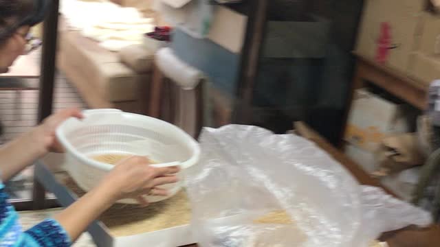 種籾の選別 ササシグレ米作り