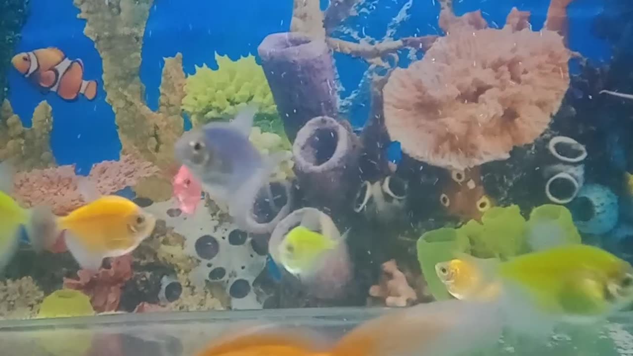 Aquarium fish