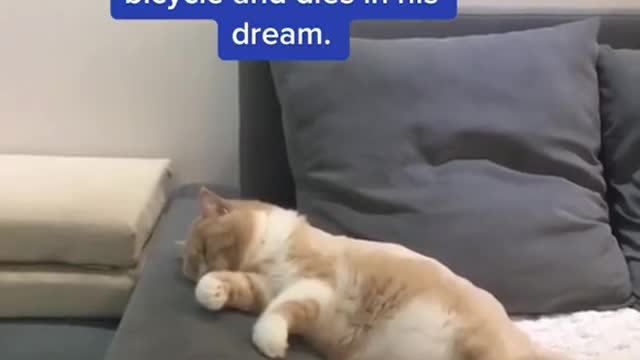 lazy cat