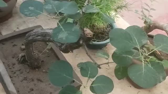 beautiful gourd flower