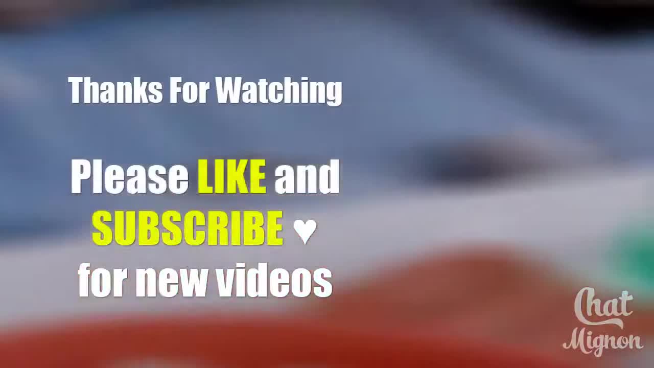 cates funy video