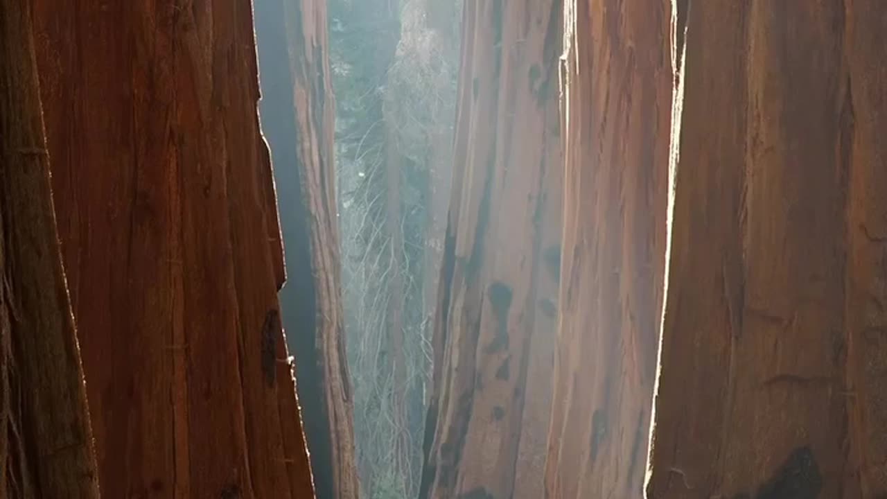 Sequoia National Park Located In California~Known For Its Giant Sequoia Trees