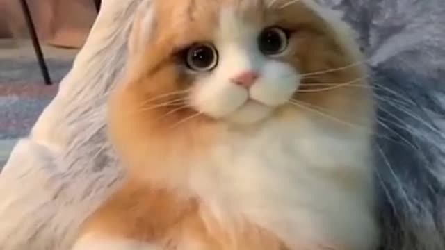 The Ultimate Viral Cat Video