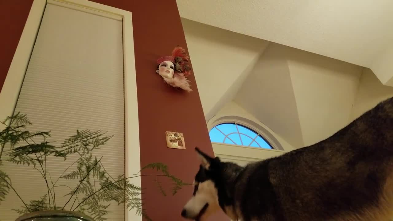 Siberian Husky weirdly intimidated by Venetian mask