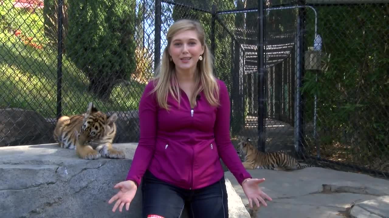 The Cutest Tiger Bite...