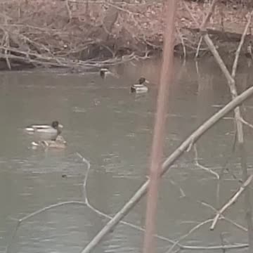 Very active duck
