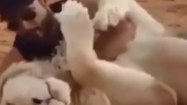 He is very intimate with the Lion