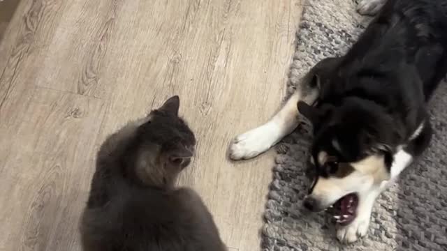 Cute dog playing with a cat