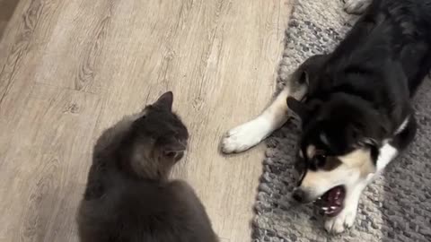 Cute dog playing with a cat