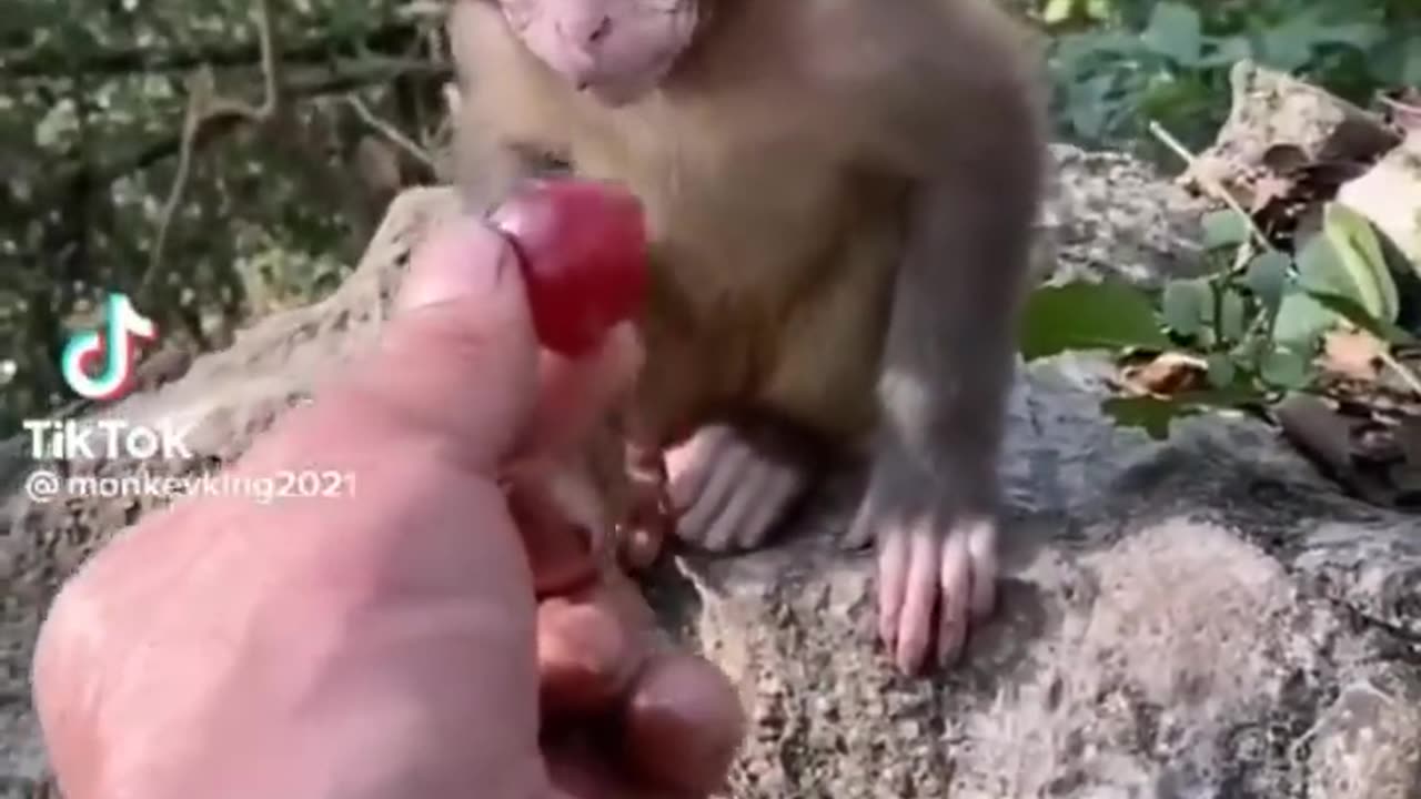 Cutest Baby Animals On TikTok