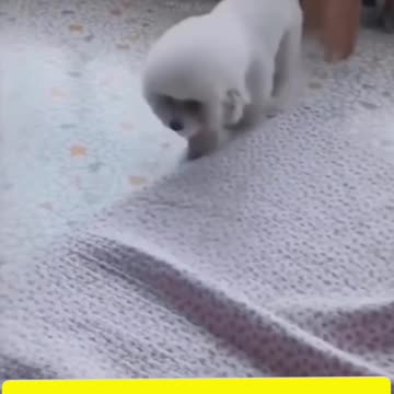 Very cutely 😸🙀🙀dog baby very conversation video animals