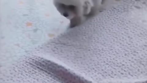 Very cutely 😸🙀🙀dog baby very conversation video animals