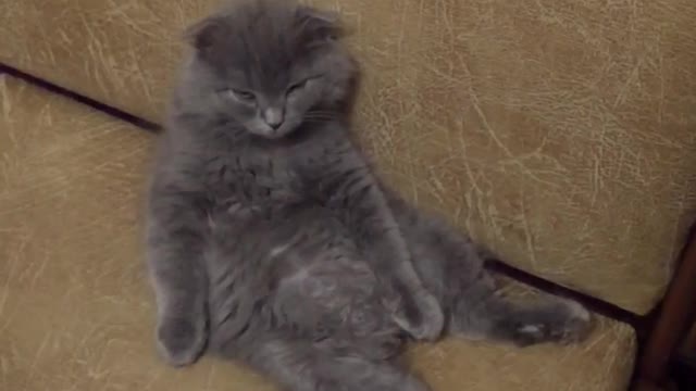 little sleepy kitten watches how his food is cooked