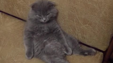 little sleepy kitten watches how his food is cooked