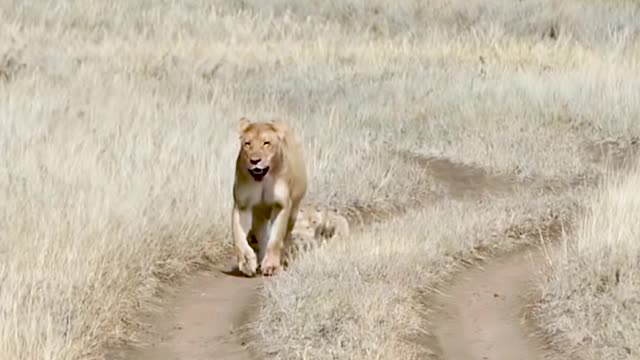 Cute Lion Cub's With Mama Lioness ❤