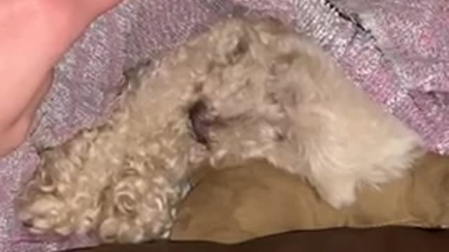 Poodle Toy Sleep