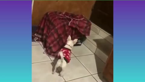 Dog dancing on the floor