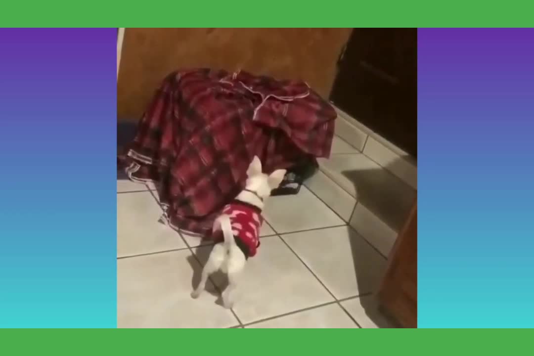 Dog dancing on the floor