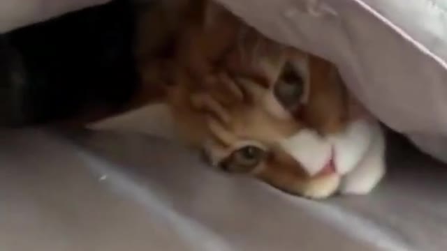 Cute cat and dog video 😻 Pets funny moments #Shorts