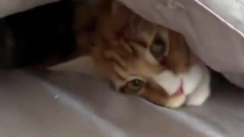 Cute cat and dog video 😻 Pets funny moments #Shorts