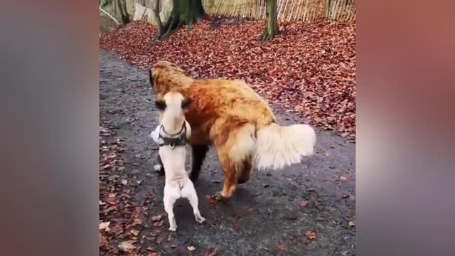 Adorable Puppy Loves Its Duck Buddy - what a lovely!