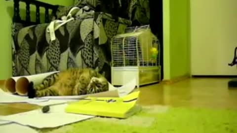 cat playing with its owner