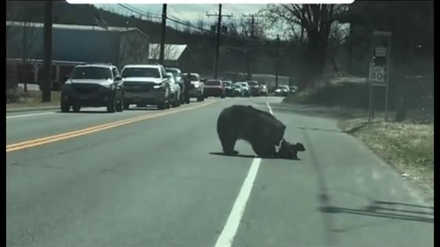 😁 Funny Bear while crossing road || Try not to laugh