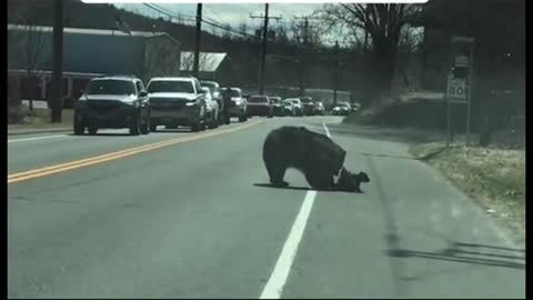 😁 Funny Bear while crossing road || Try not to laugh