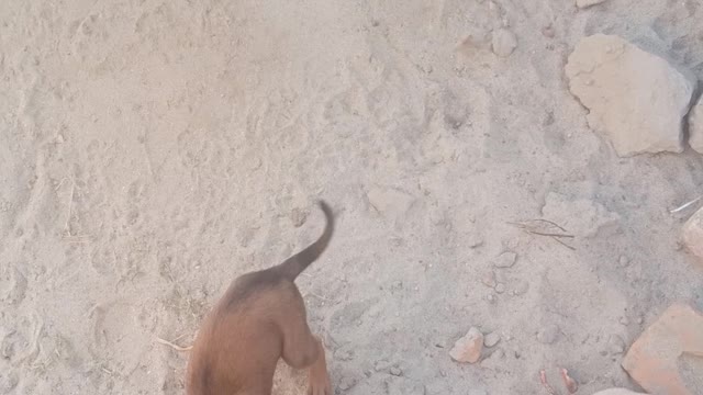 Dogs sleep on the road in india