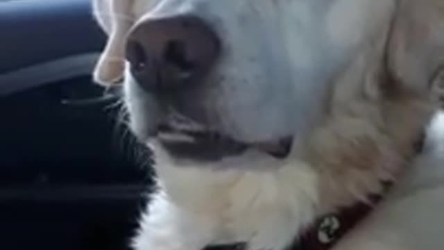 Funny Dog on meds