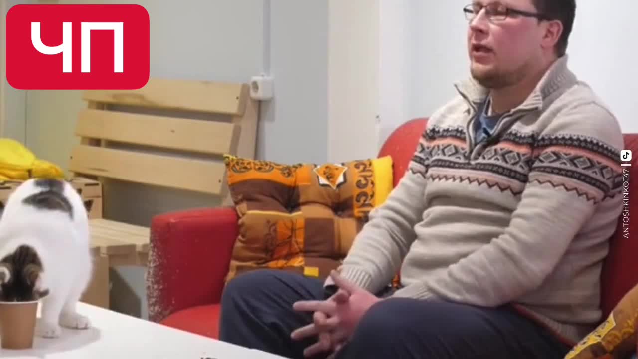 The cat from Gatchina disrupted the interview by getting his muzzle stuck in a glass