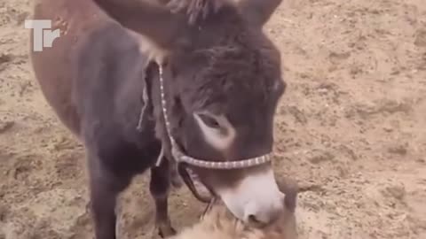 Hyena Pisses Donkey Off Quickly Regrets It