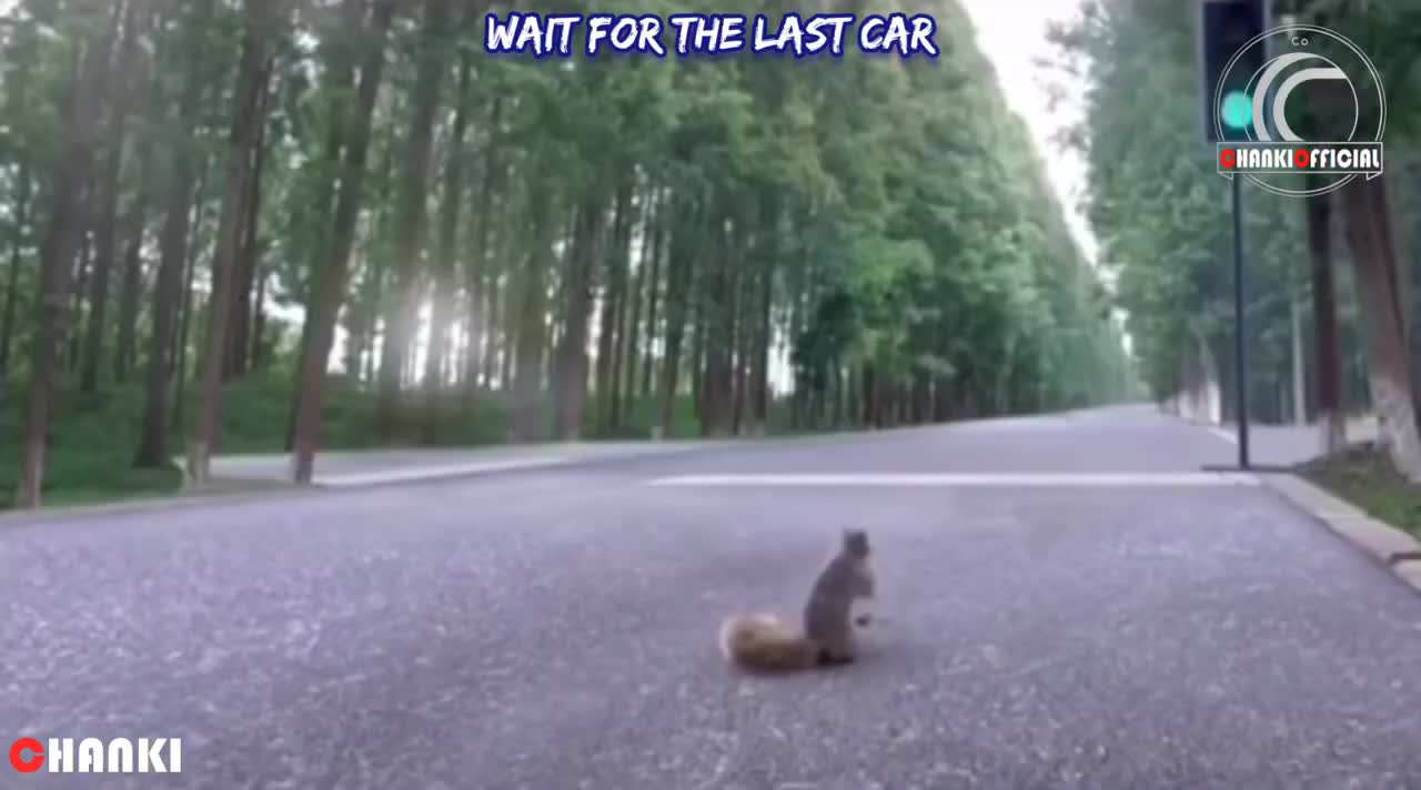 Smart squirrel !