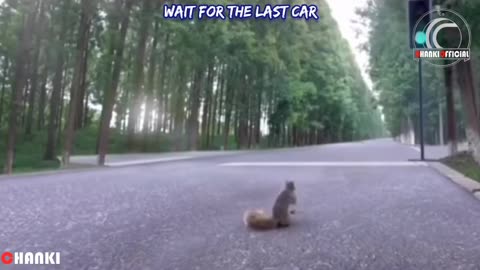 Smart squirrel !