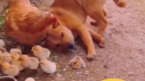 Funny animals🐕🐓🐤🐥