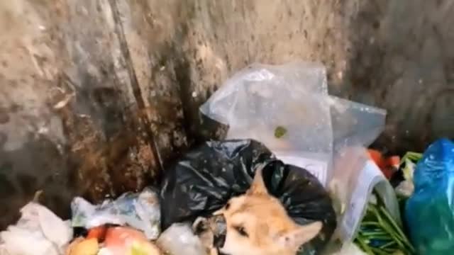 The puppy in the garbage truck 😭#fyp #dog #puppy #foryou #pet #abandoned